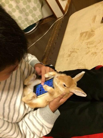 live rabbit as a phone case