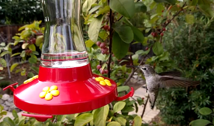 slow motion video of a hummingbird